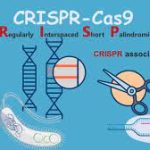 ТЕХНОЛОГИЯ CRISPR-CAS