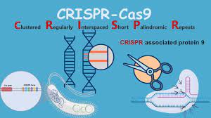 ТЕХНОЛОГИЯ CRISPR-CAS